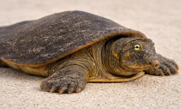 Китайский трионикс выделяет мочевину через рот