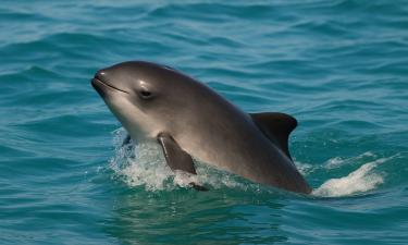 Малыши с характером белух: кого в Чёрном море зовут свинки, и почему о них молчит весь мир