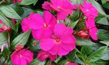 Бальзамины рекомендуется переносить в дом до заморозков —  издатель Кэти Дженц