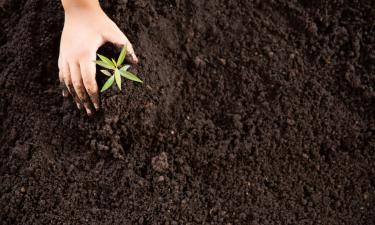 Пестициды уничтожают вредителей и возбудителей болезней