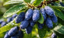 Жимолость даёт урожай в полведра, хотя может в четыре: спасает один приём, который знают не все