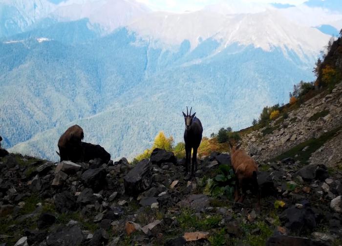 О диких животных позаботились в горах Сочи