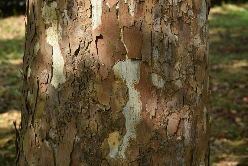 Отмершая кора