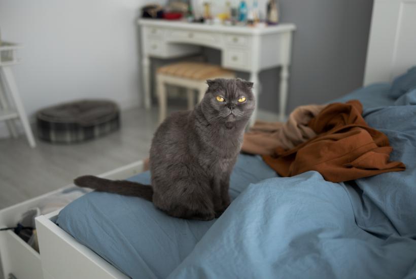 Кошка на кровати Кошка на кровати