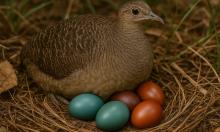 Яркие яйца тинаму помогают птицам выживать в условиях высокого риска хищников