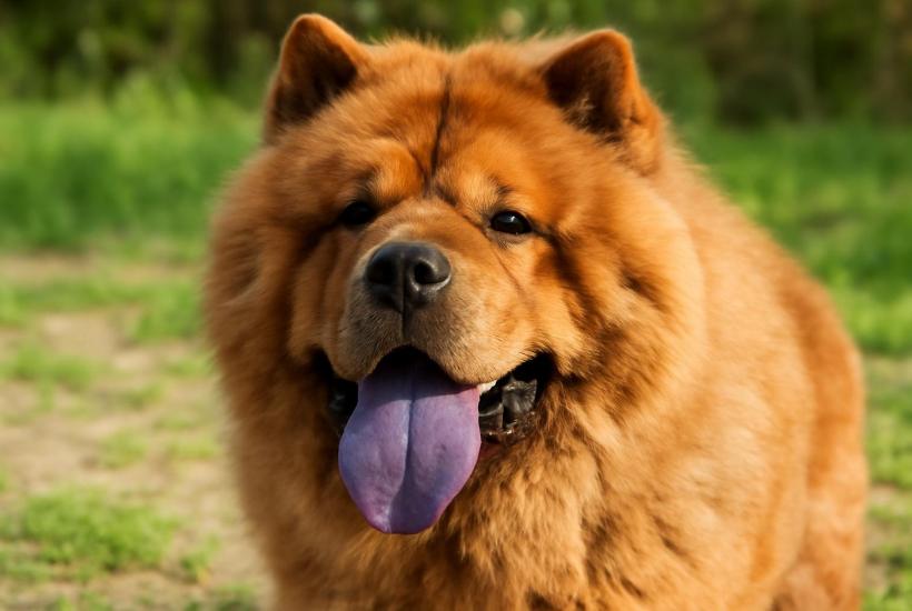 Чау-чау с синим языком