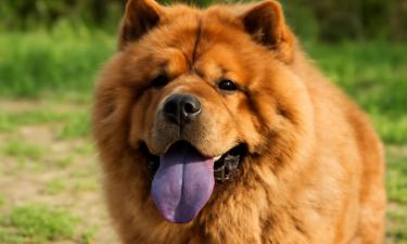 Воспитание влияет на характер пса сильнее породы — эксперты