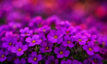 Обриета формирует сотни цветков на одном растении уже в мае