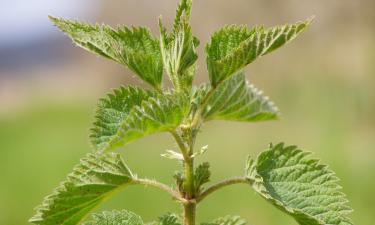 Жгучая зелень с характером: крапива скрывает в листьях больше пользы, чем кажется