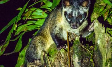 Тайна кофе, который пьют миллионеры: цена шока и аромат дикости