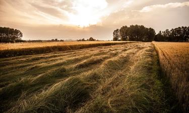 Всё из-за дождей: агростраховщики обещали помочь тем, кто подтвердит убытки после отмены ЧС в Удмуртии