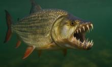 Смерть в воде: 10 речных существ, чьих укусов и ударов стоит бояться больше всего