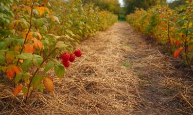 Малина переживёт даже мороз минус тридцать: секрет укрытия, который знают не все садоводы