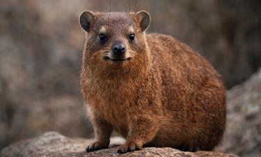 ДНК-анализ показал общее происхождение даманов и слонов