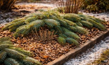 Толщина зимней мульчи должна быть не менее 10–15 см