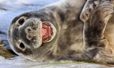 Каспий превращается в кладбище: 90% популяции тюленей исчезло, а выживших выносит на берег