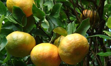 Цитрусовые признали чувствительными к избытку фосфатов — Mein Schöner Garten