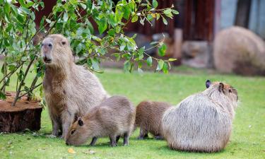 На капибарах испытали контрацептив для свиней — биолог Костанса Фалгуэра