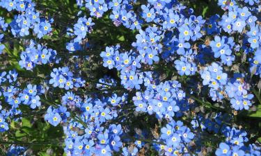 Незабудку признали подходящей для горшков и клумб — Ciceksel