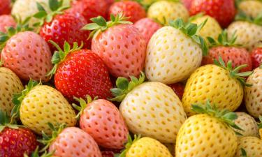 Разноцветная земляника хуже переносит перевозку