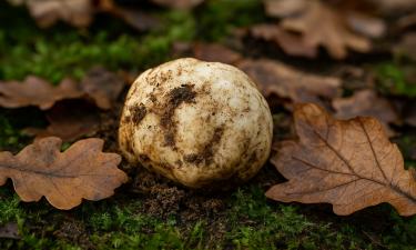 Белый трюфель продан на благотворительном аукционе за баснословную сумму — La Nazione