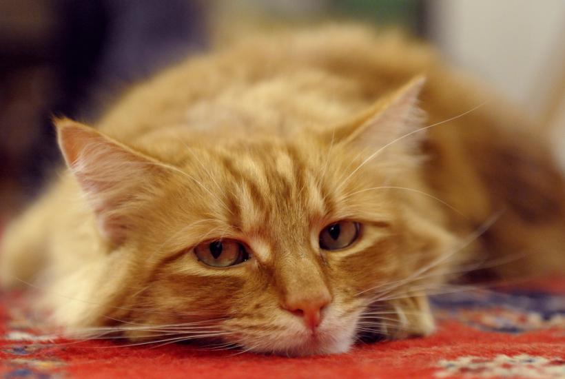Скучающая кошка Скучающая кошка