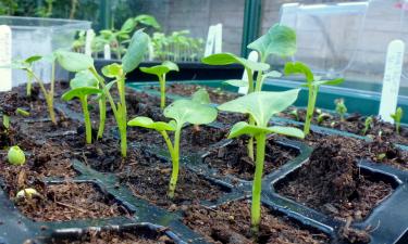 Фитолампы компенсируют дефицит света у зимней рассады