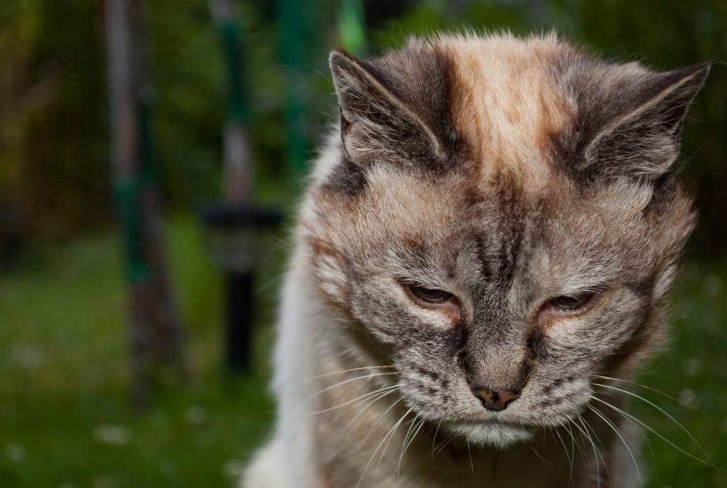 Старая кошка
