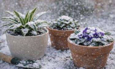 Снежная ванна для цветов: редкий приём, который работает лучше полива