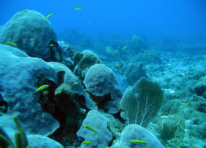 Возле Галапагосских островов обнаружены тысячелетние коралловые рифы