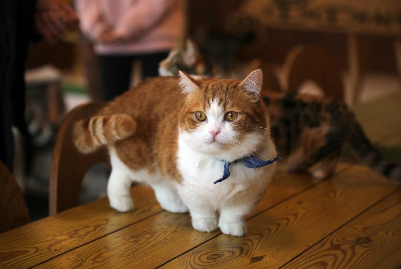 Кот породы манчкин Кот породы манчкин