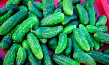 Забор, который кормит: как зелёная изгородь из огурцов изменила представление о грядках