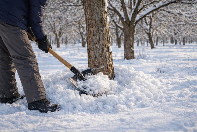 Зимний уход за яблоней в саду