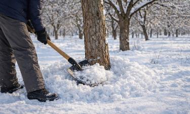 Рыхлый снег лучше защищает корни яблонь от морозов