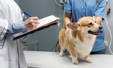 Маркировка питомцев упростит ветеринарный учет — ветеринар Шеляков