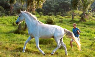 Учёные-генетики выяснили, когда люди одомашнили лошадей