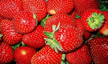 Этот раствор творит чудеса: клубника становится садовой гордостью