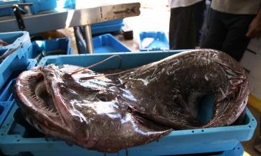 Экземпляры морского чёрта встречаются у берегов Крыма