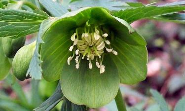 Тюльпаны, фиалки и морозники подходят для декабрьской посадки — Actualno