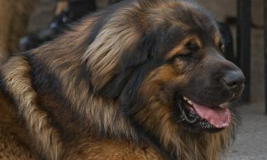 Одинокий боец в поле не воин: почему хозяин чаще защищает собаку, чем собака человека