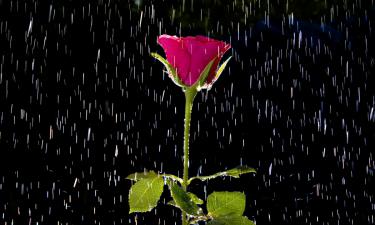 Ирина Хакамада раскрыла, почему все её четыре брака привели к разводам