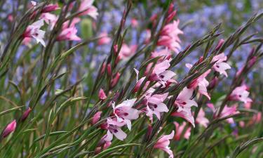 Цветы, которые жили в Риме и побеждали на даче: гладиолусы, рождённые для триумфа