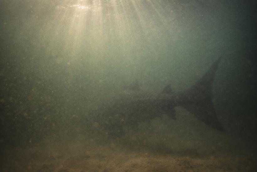 Крупная рыба в пресной воде