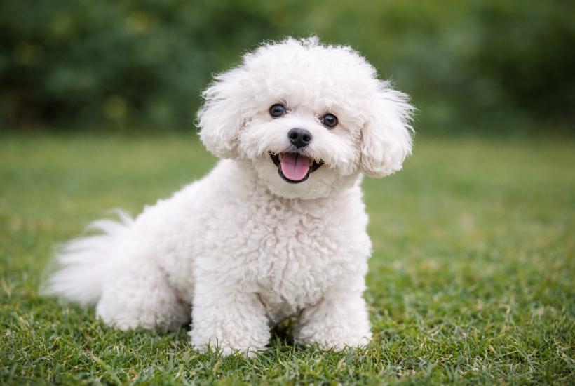 Бишон-фризе
