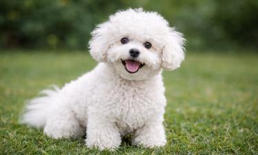 Мальтийская болонка — ласковая собака с длинной белой шерстью
