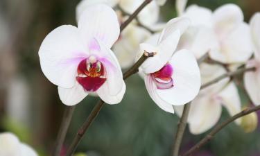 Таблетка, от которой орхидея зацветает без остановки: августовский секрет цветоводов