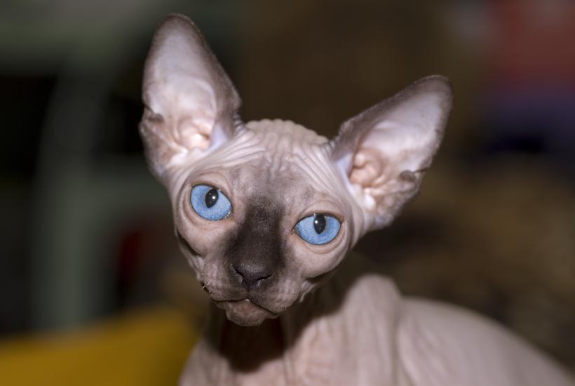 Кот Кот