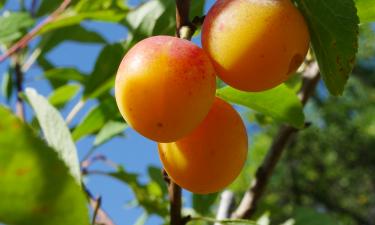 Отсутствие опыления — главная причина бесплодия сливы, сообщает издание "Белновости"