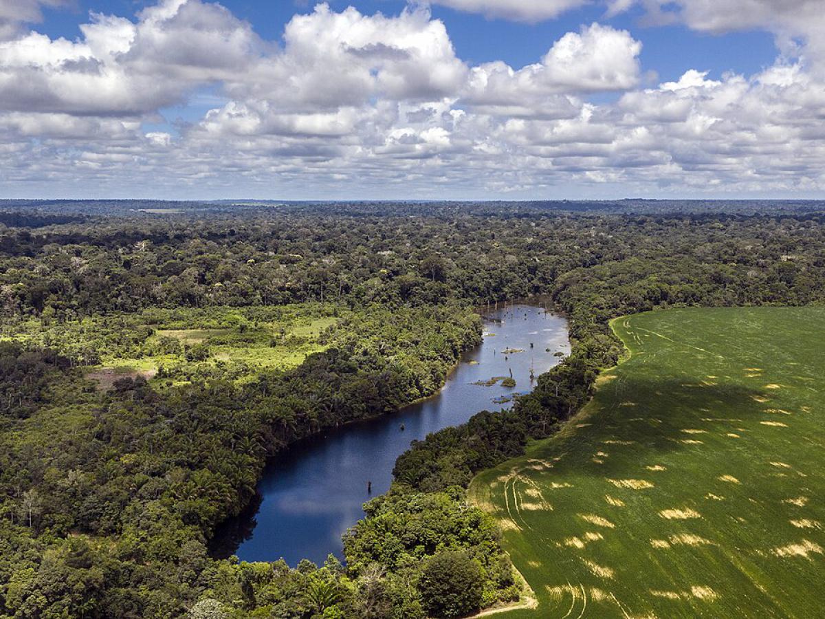 Климатолог предупреждает: Амазония может превратиться в пустыню — вот как это остановить