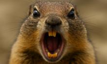 На вид безобидные — на деле охотники: привычные обитатели полей вдруг начали вести себя как хищники